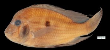 Media type: image;   Ichthyology 90937 Aspect: lateral,description